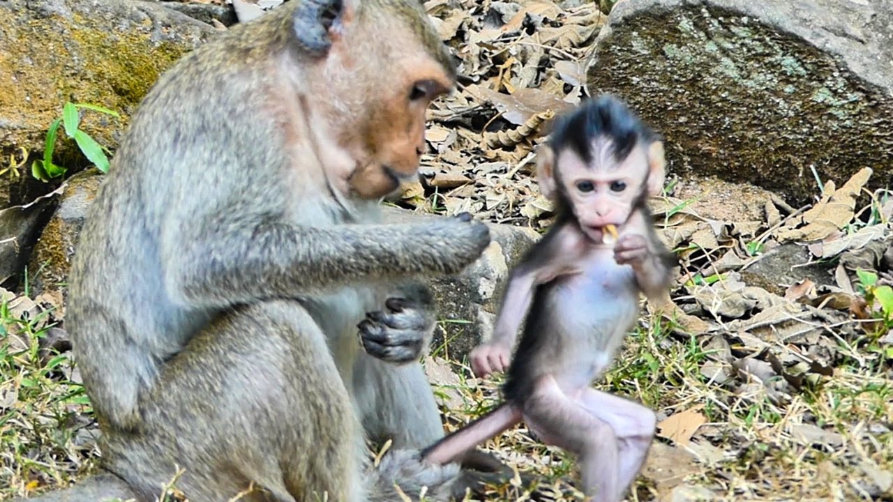Beautiful tiny baby monkey Shania look so adorable most active like playing