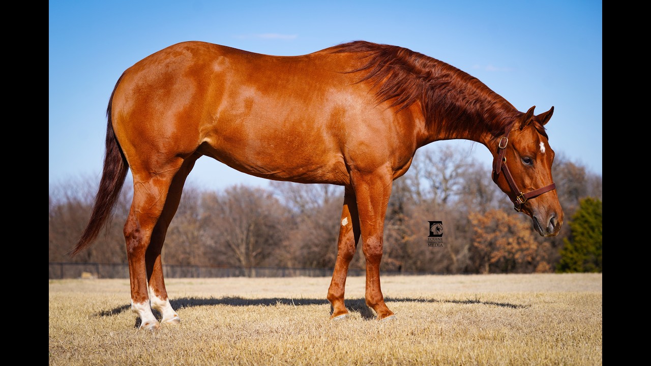 Shine Miss Oak - SALE