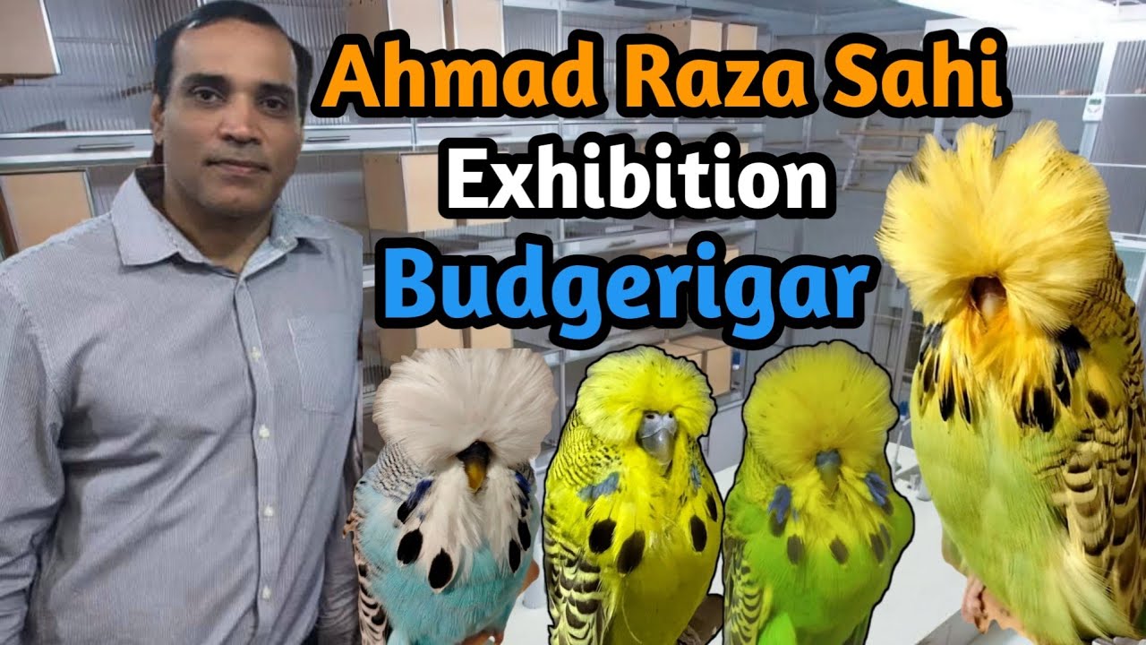 Ahmed Raza Sahi Exhibition Budgies from Pakistan 🇵🇰 || Exhibition Show Budgies