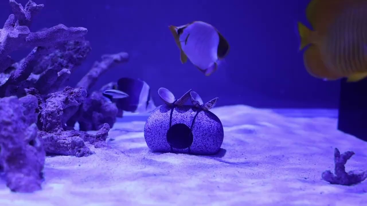 butteryfish