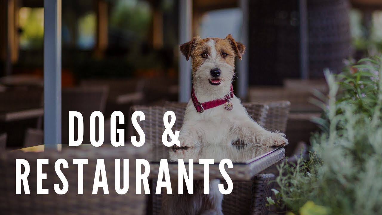 Taking Your Dog to a Public Restaurant
