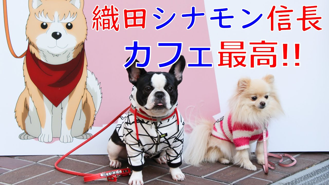 愛犬ヴィレッジ×織田シナモン信長 コラボイベントに行ってきました！可愛いポメラニアンと共演♪