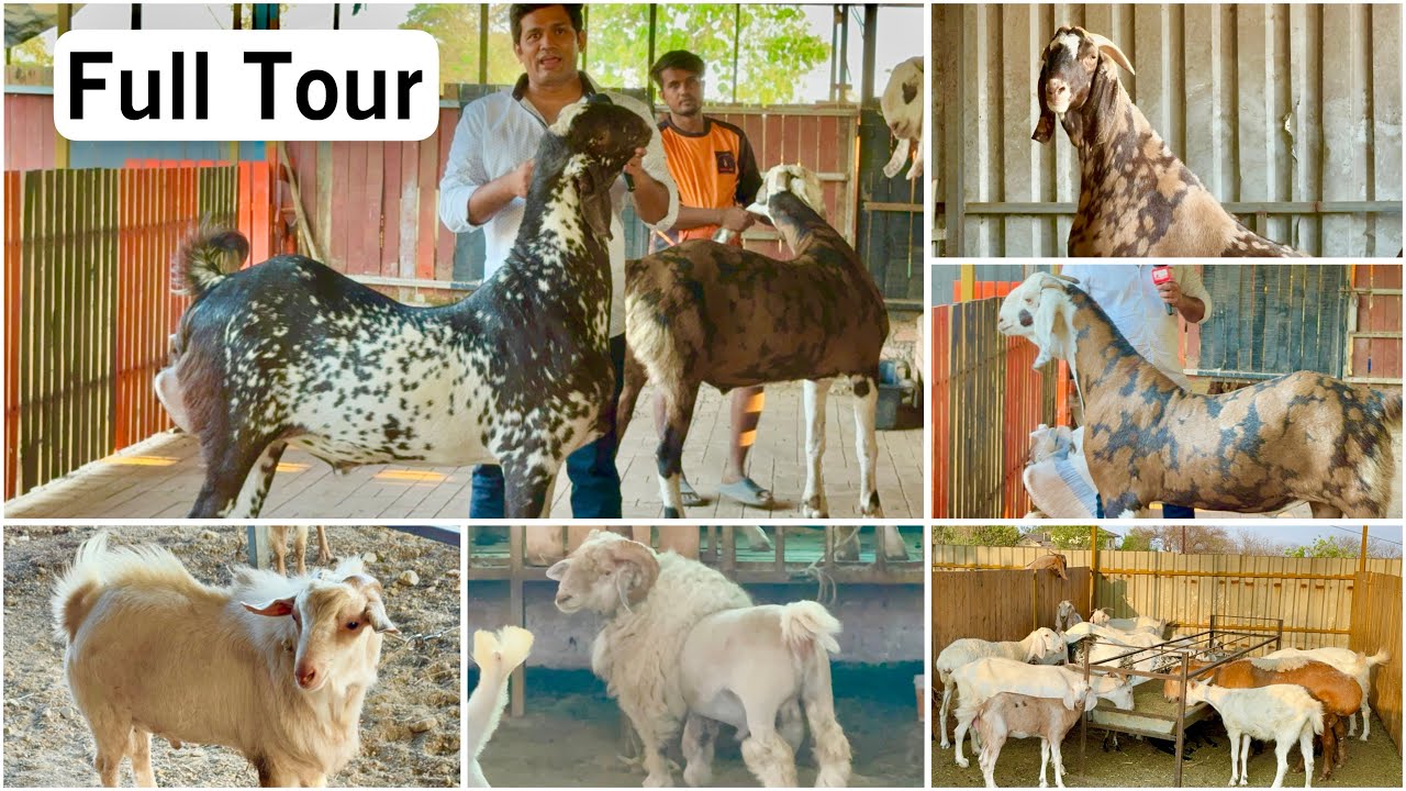 Full Tour of Exotic Goat Farm Padgha Near Mumbai