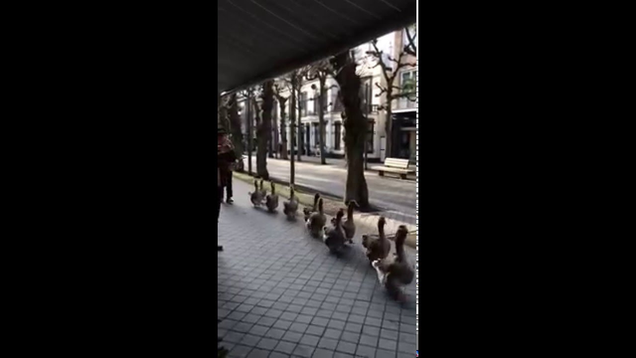 Geese Parade on Sidewalk