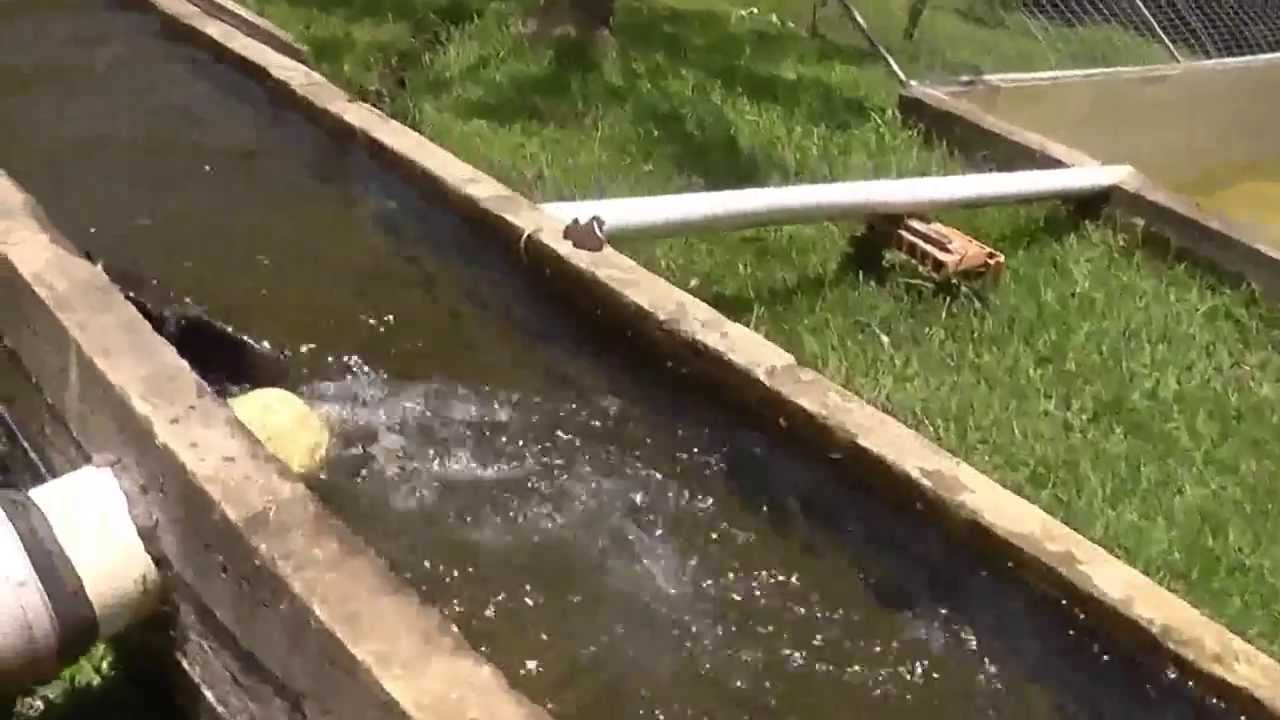 PESCA DE TRUTA EM CAMPO ALEGRE-SC