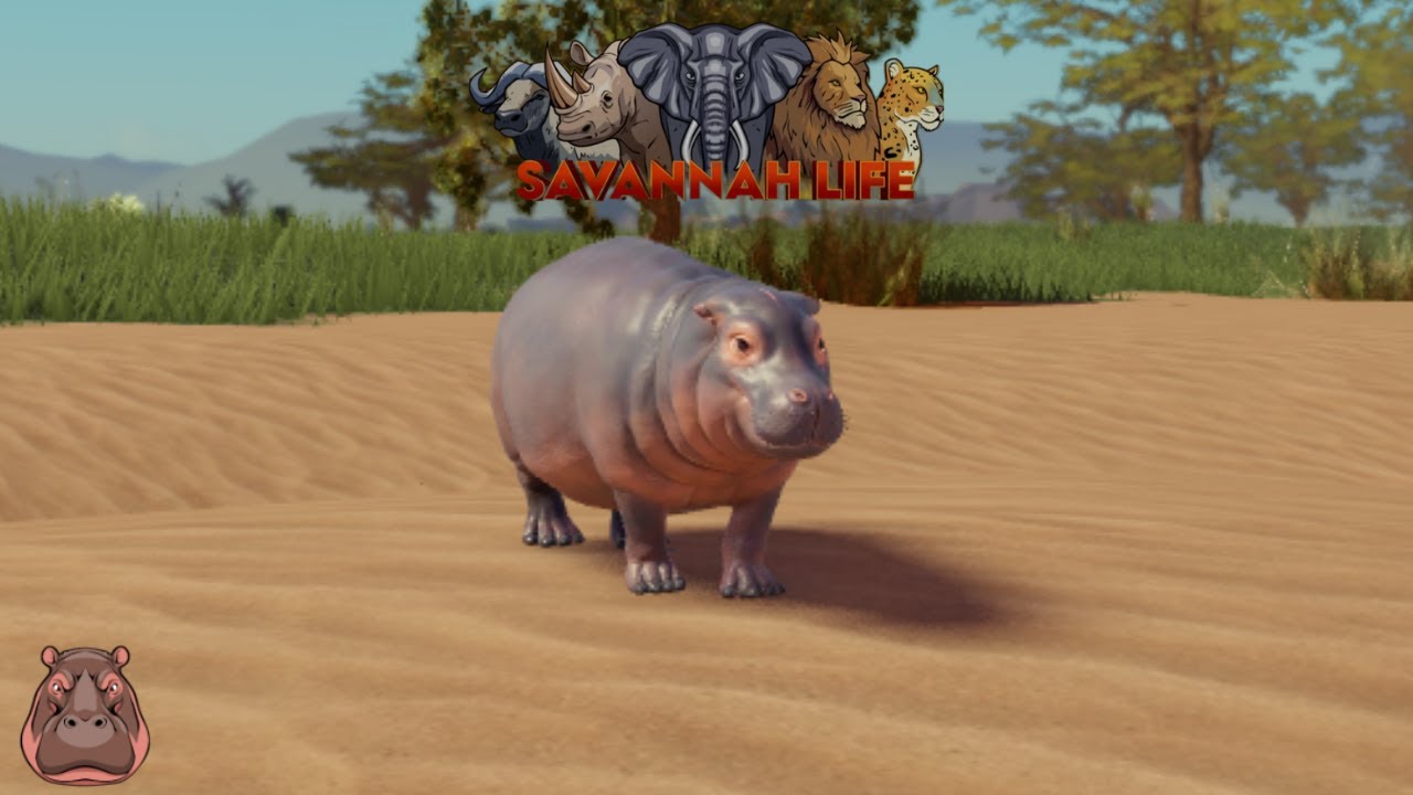 Buying Hippo in Savannah Life ⏐ Roblox