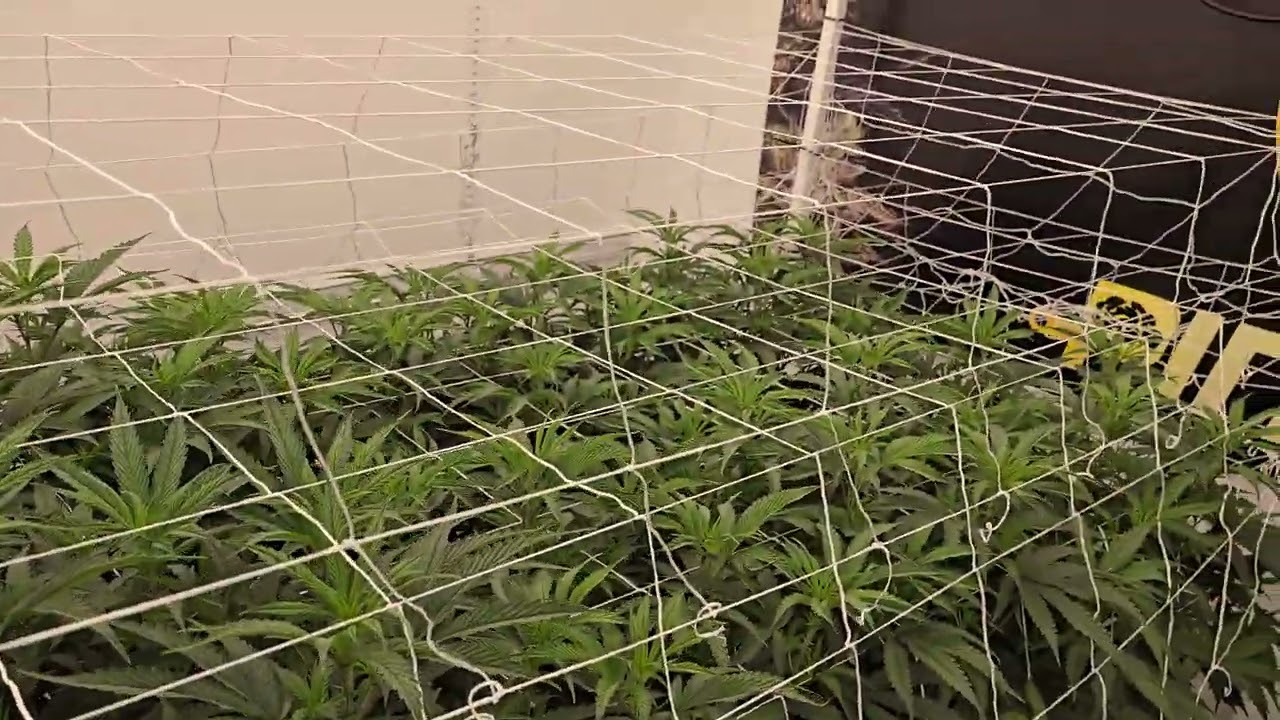 Day 6F: MACv2, Pie Dough, Superboof