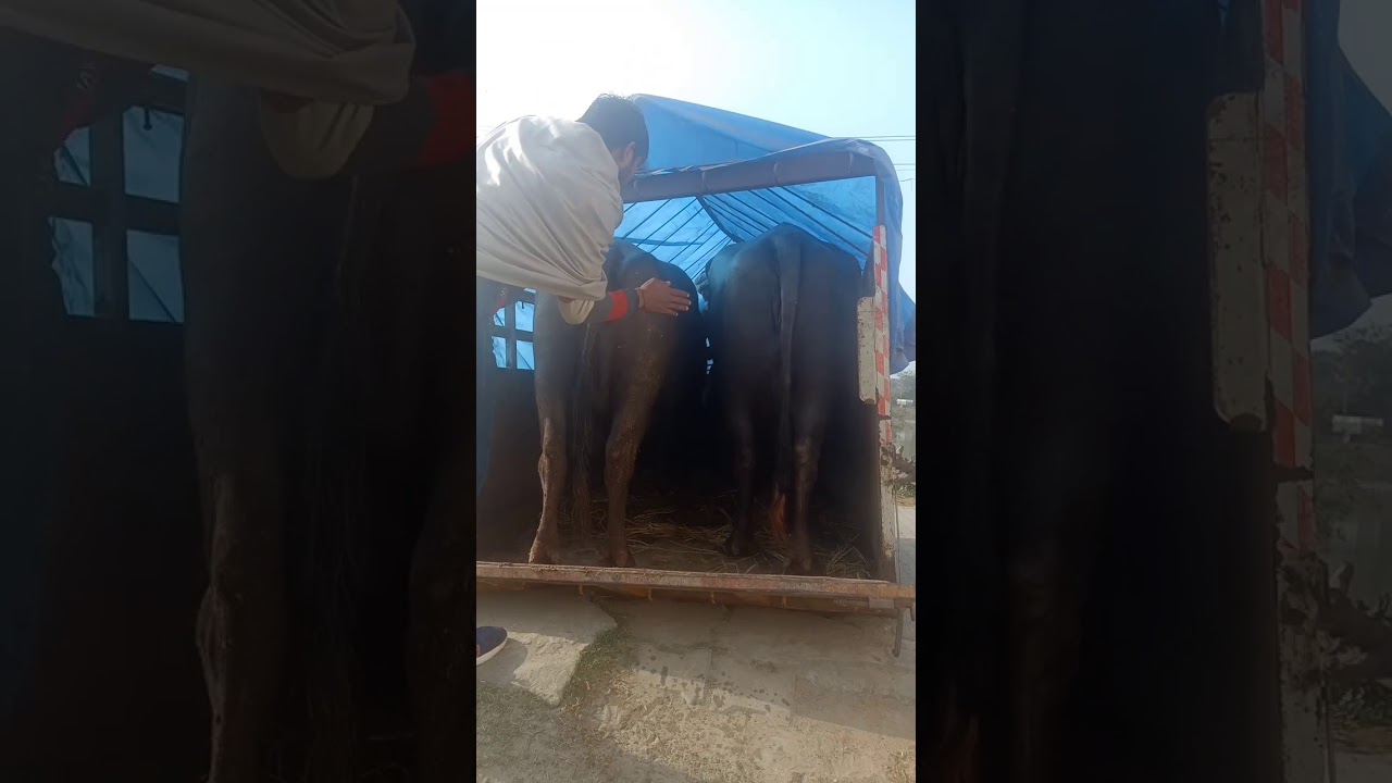 18 liters Milk Buffalo loading To Jaipur Rajasthan