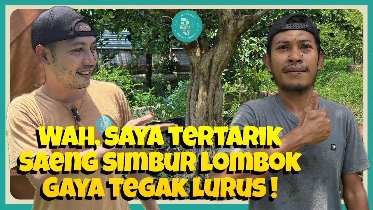 Siapa yang tidak tertarik, dijamin prospek deh || Bonsai saeng simbur