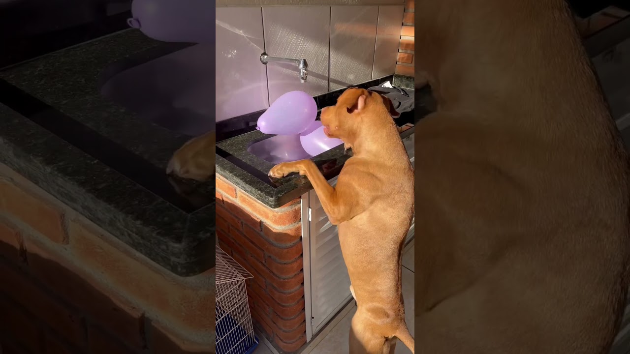 CERTOS H&Aacute;BITOS NUNCA MUDAM #shorts #pitbull #cachorros