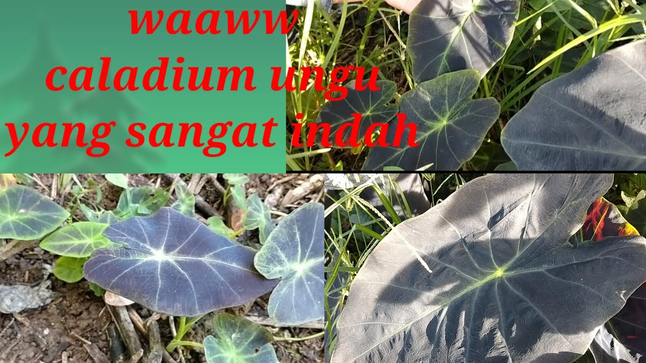 IBU ini berpetualang ke hutan berburu tanaman hias hutan