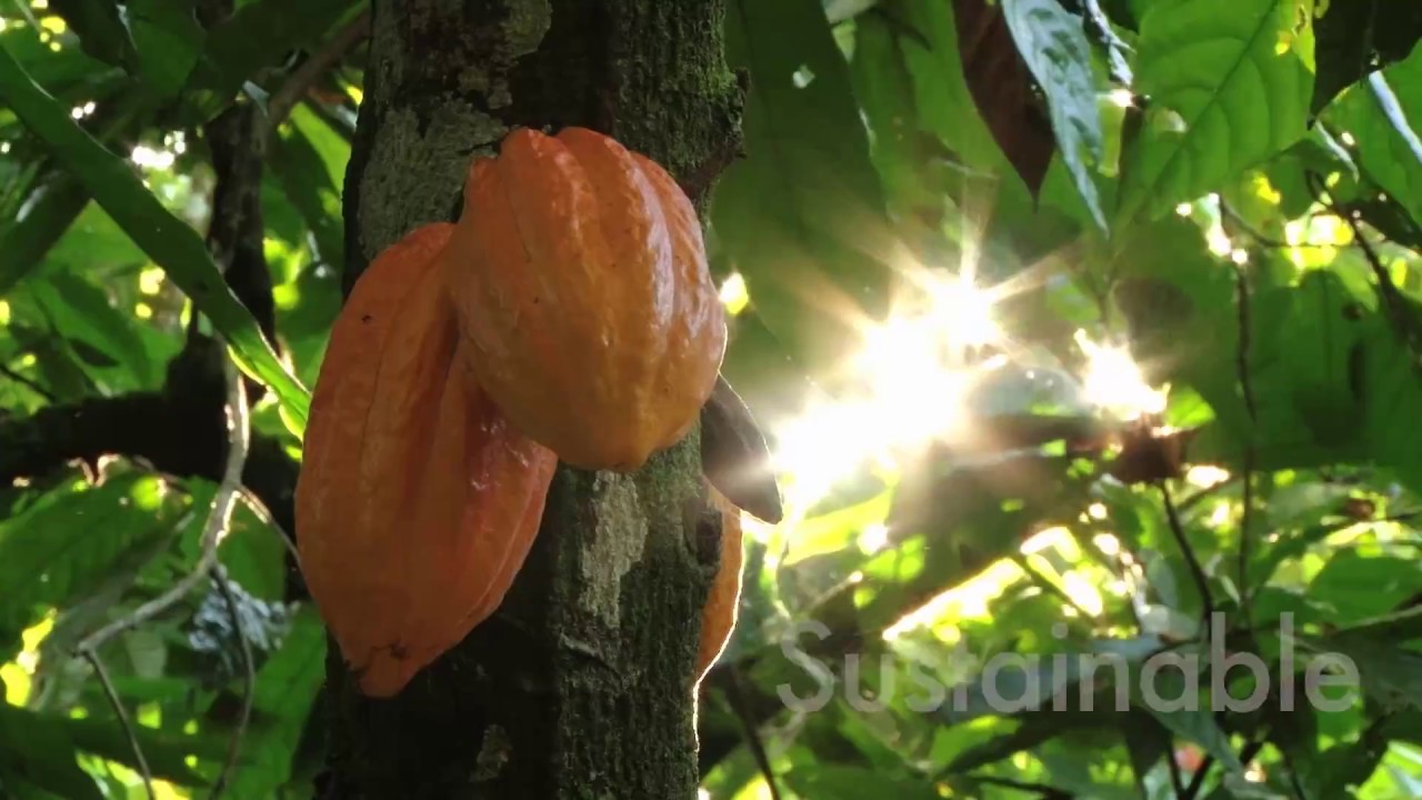 Palmer's support The World Cocoa Foundation