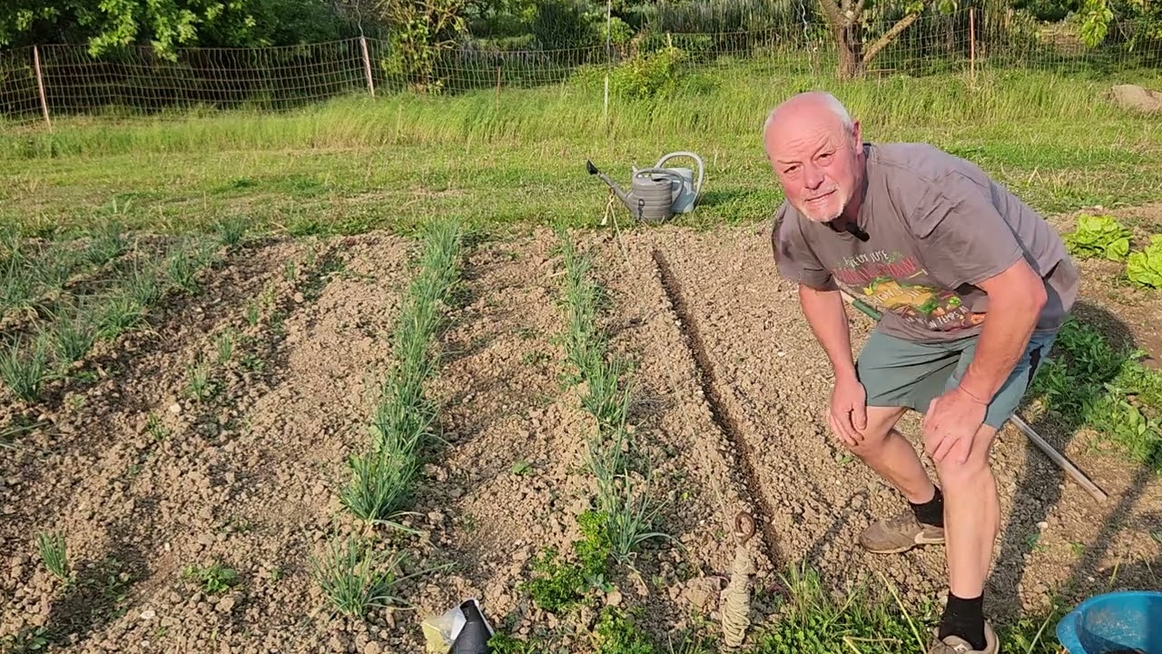 Je vous invite à semer des graines d endives ici mi mai