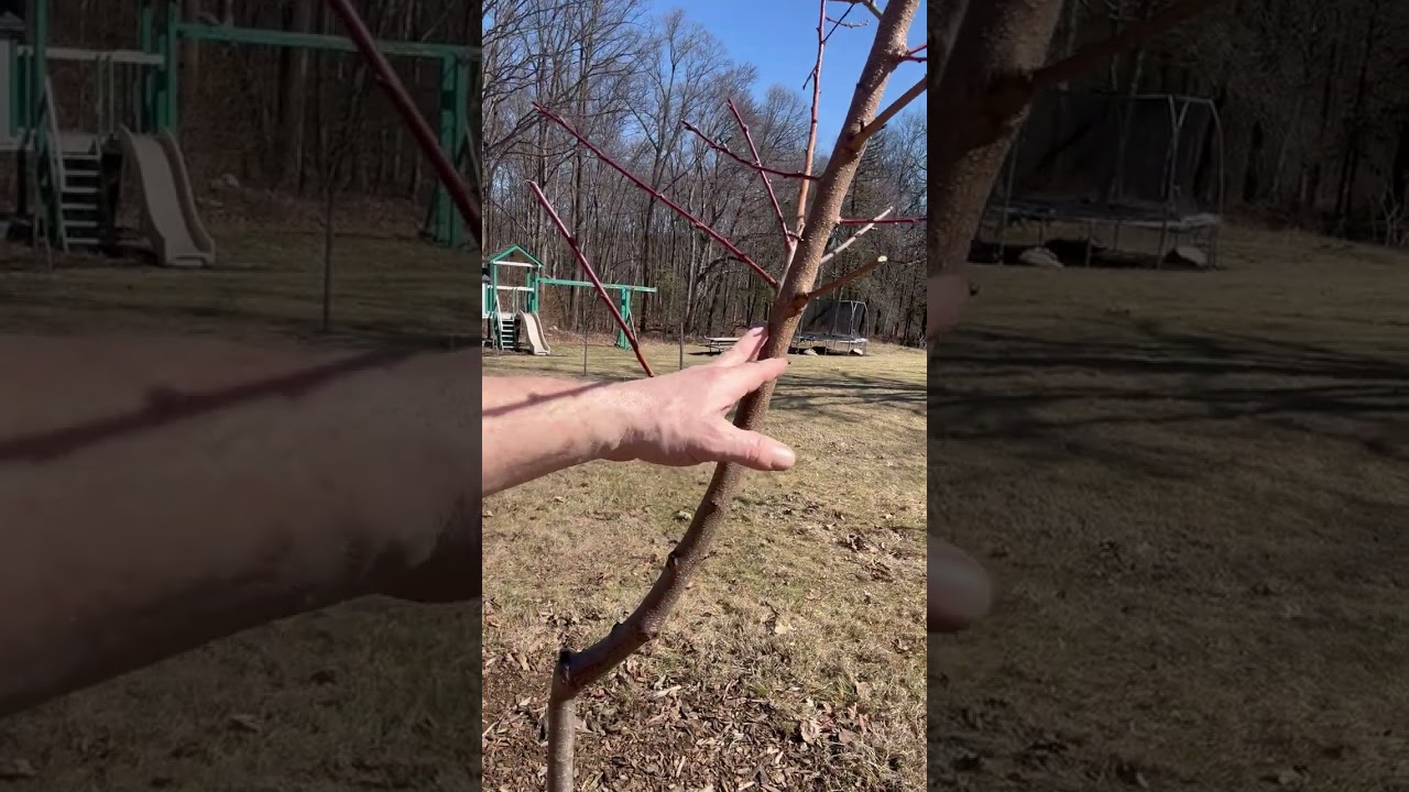 Time to prune the fruit trees