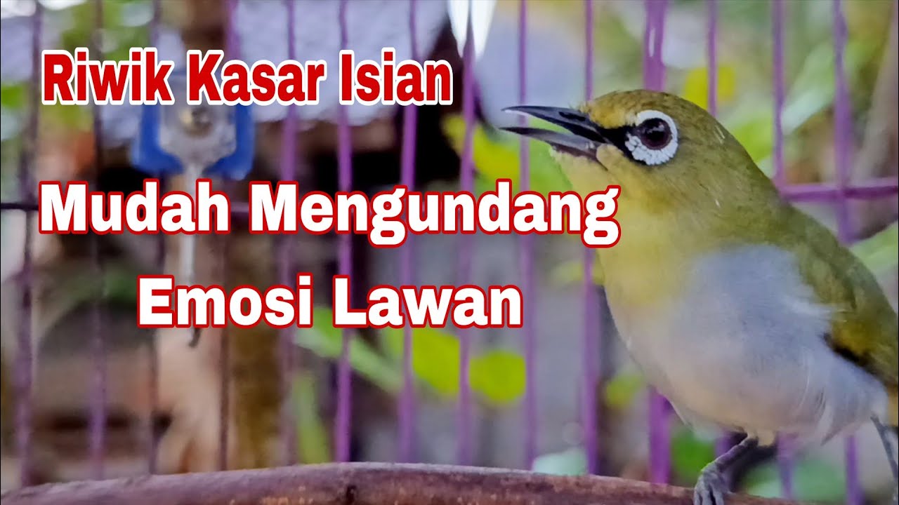 Terapi Pleci Bahan Agar Cepat Riwik Kasar || Pancingan Pleci Cepat Nyaut