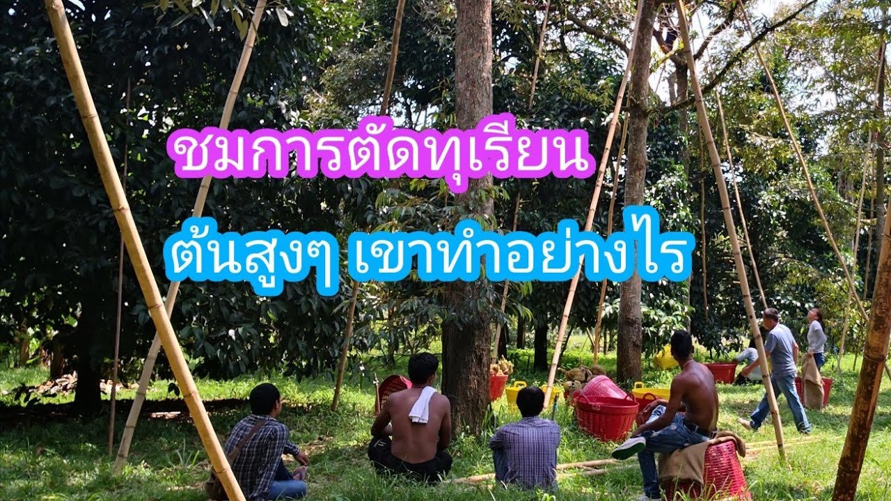 YA-EP34 Workshop ตื่นตาตื่นใจ ไปดูการตัดลูกทุเรียน ต้นอายุ 30 ปี Durain Harvest Thailand