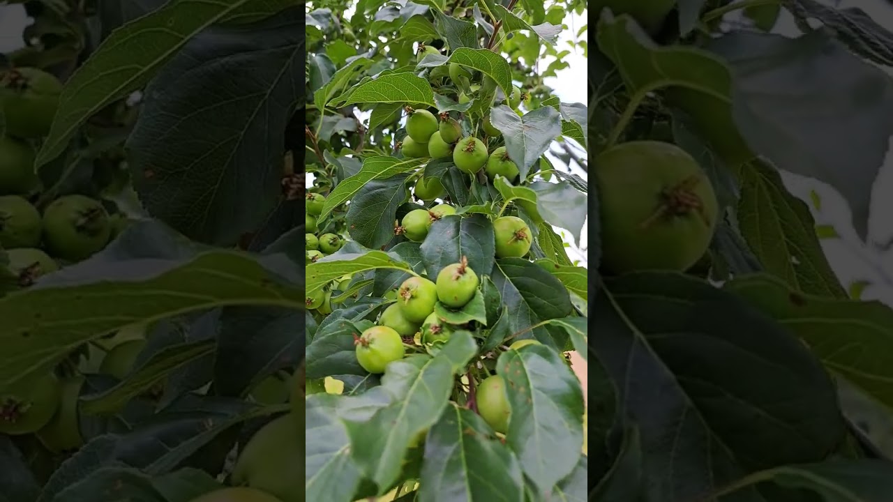 Kerr Crabapple one of the best crabs for deer.