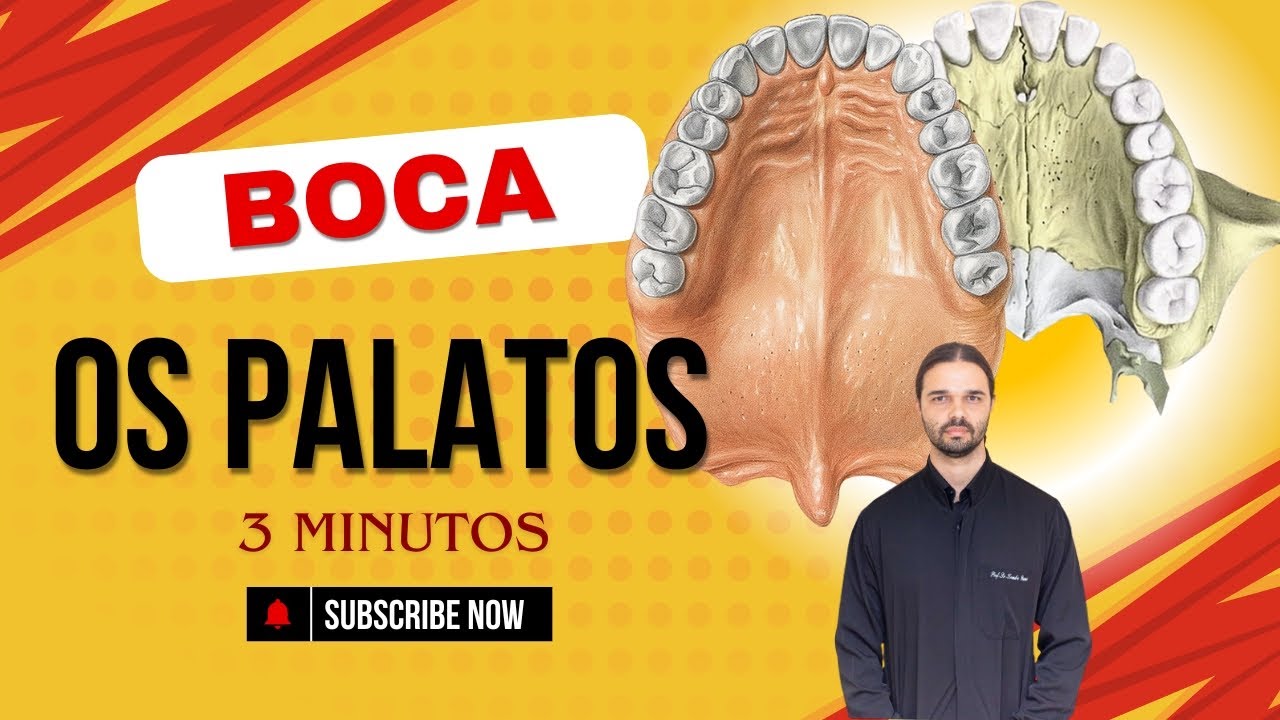 Boca - Palato duro e Palato Mole - Anatomia Humana