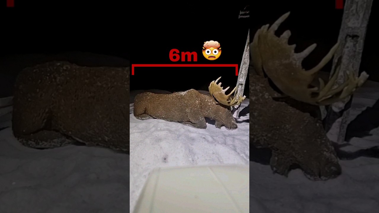 giant moose #specialeffects #animals
