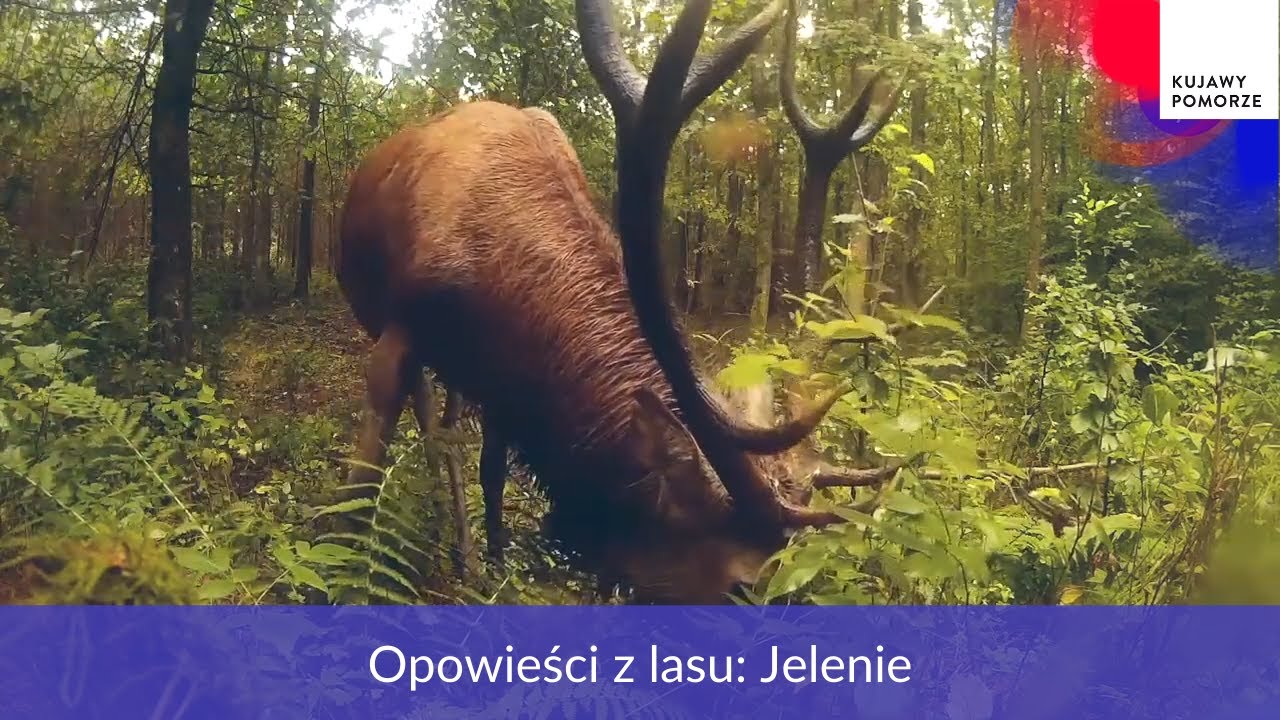 Opowieści z lasu: Jelenie