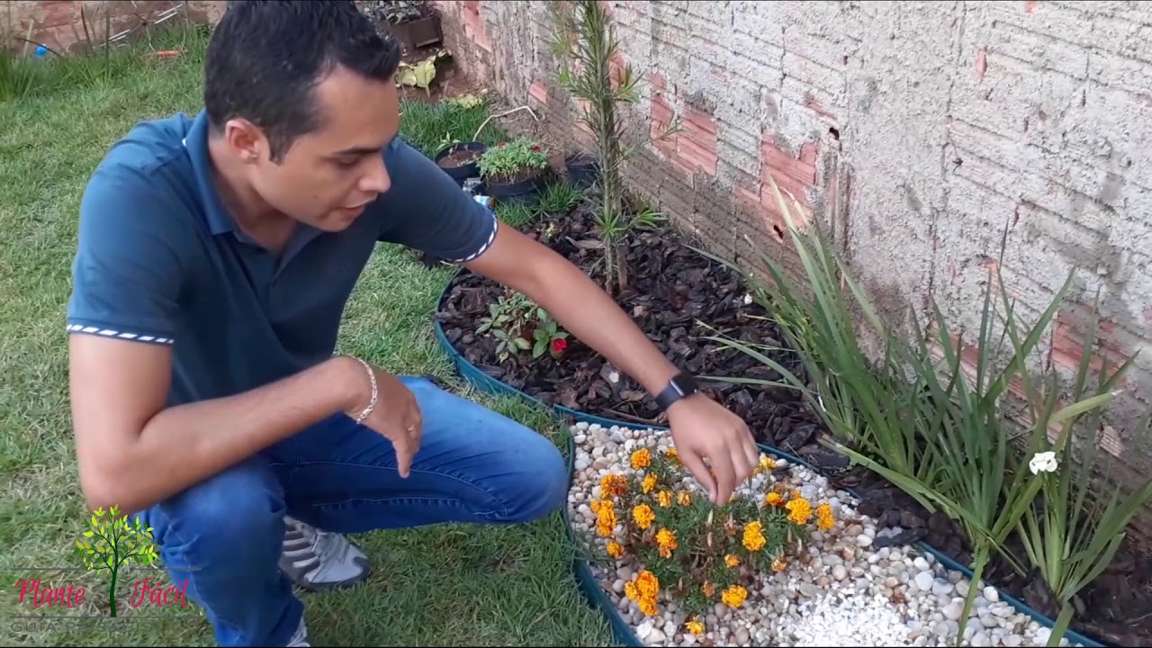 DICAS SOBRE TAGETE OU CRAVOS DE DEFUNTO - COMO PLANTAR SUAS SEMENTES.