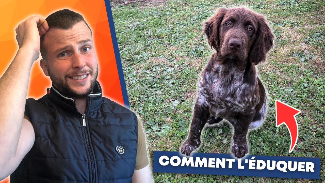 COMMENT ORGANISER L'ARRIVÉE DE SON CHIOT (avec l'élevage du Clos des Renards) - Münsterländer