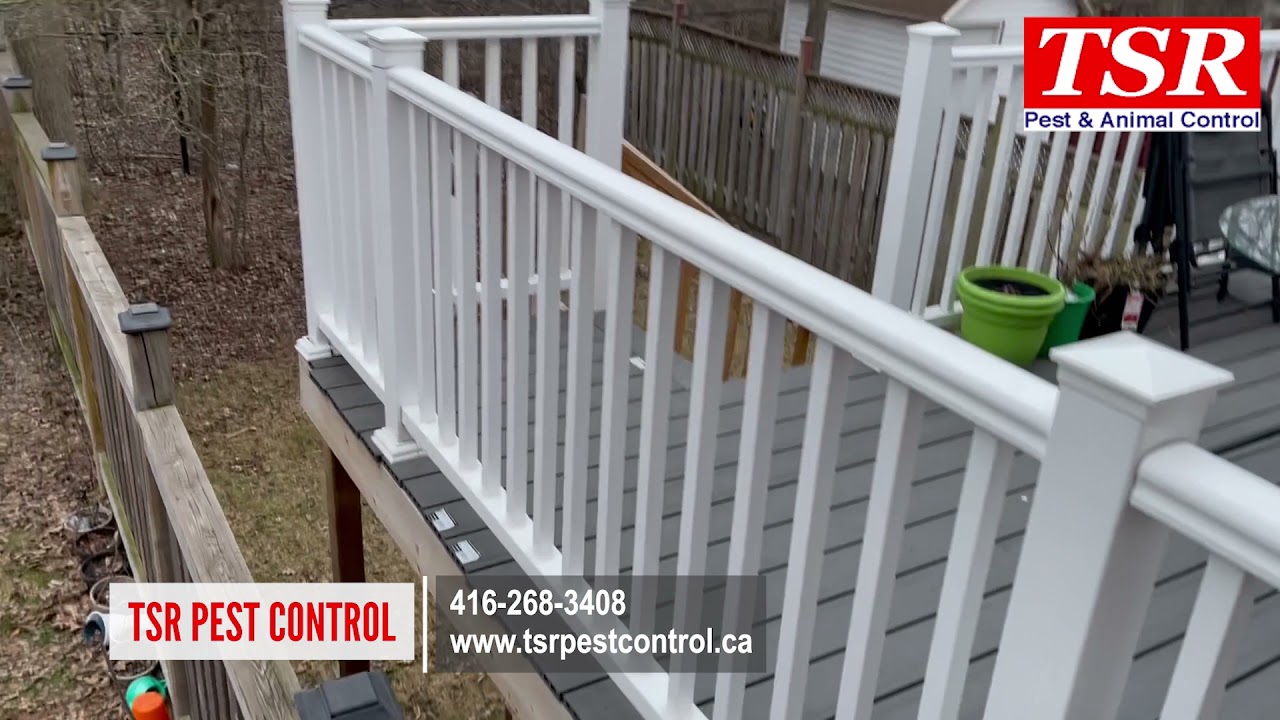 TSR Pest Control Same Day Squirrel Removal in Toronto