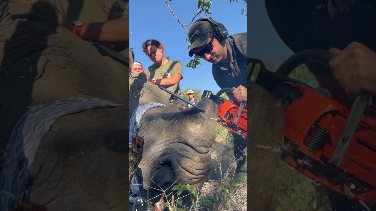 How Scientists Are Saving Rhinos From Poachers With Radioactive Horns