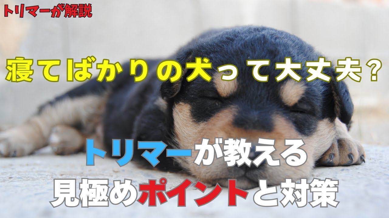 寝てばかりのワンちゃん、実は元気？トリマーが教える見極めポイントと対策