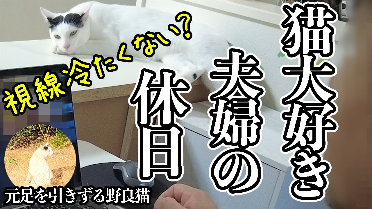 元野良猫の態度が違いすぎて大爆笑！猫大好き夫婦の休日です。