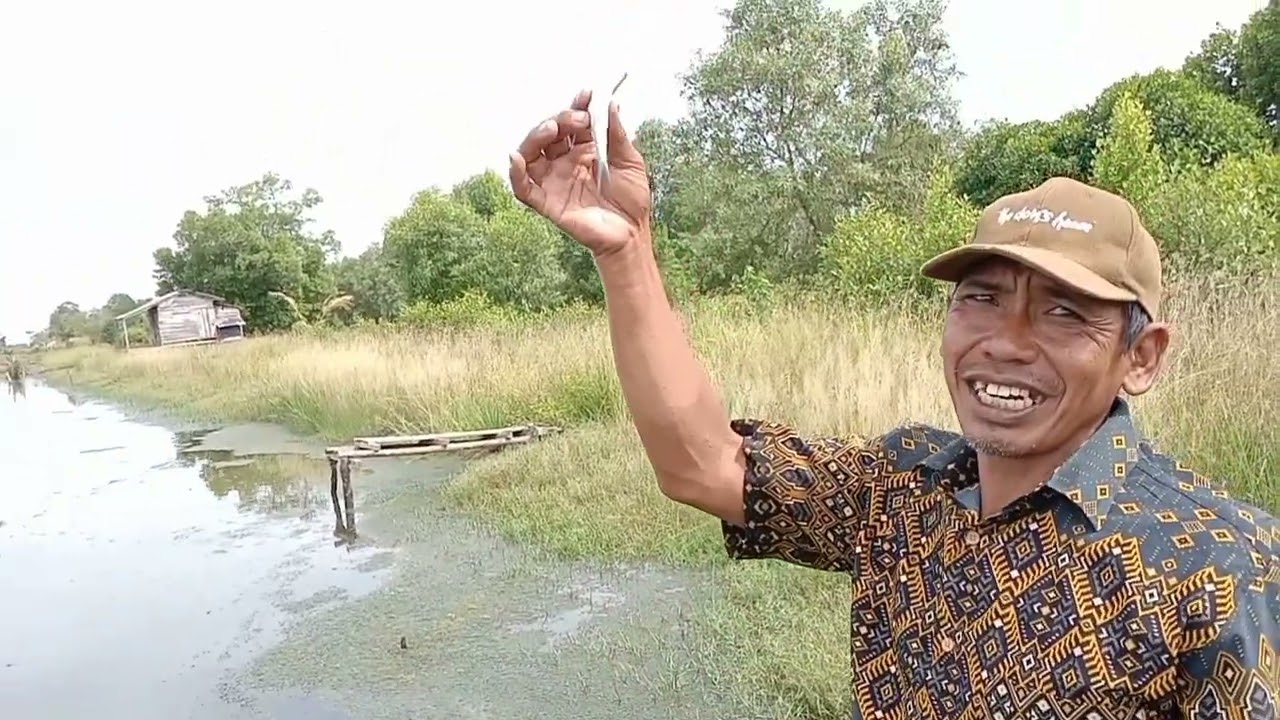 contoh ikan bandeng umur 2 bulan tanpa pakan pabrikan hanya pakan lumut