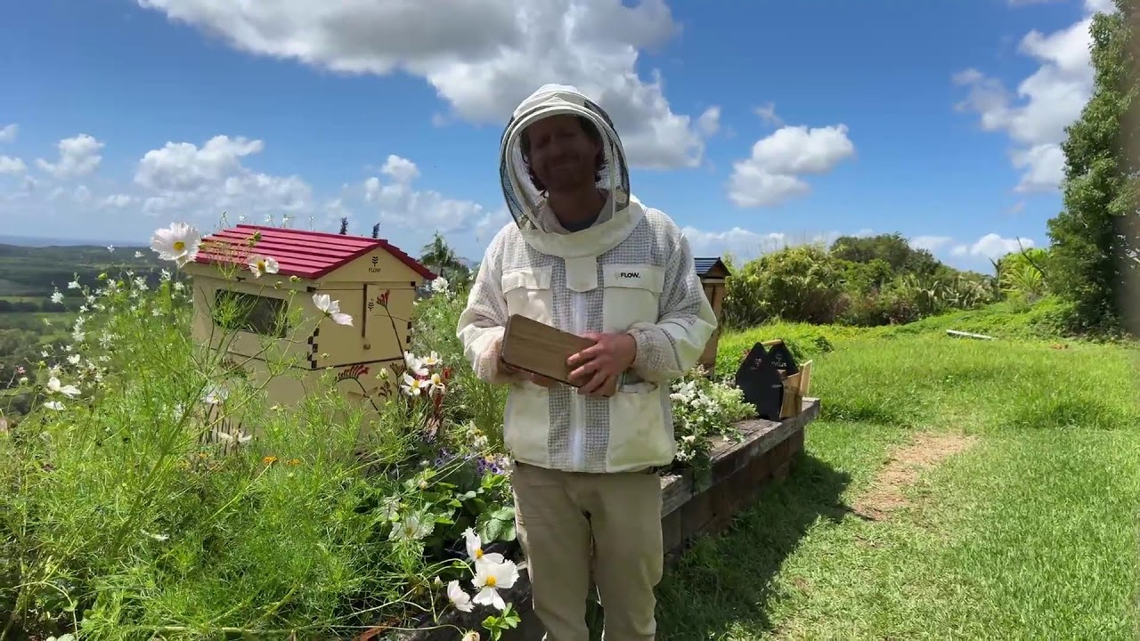 How to save your hive from a beetle attack?