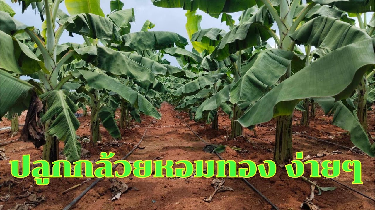 ปลูกกล้วยหอมทอง ง่ายๆ โตไวใน 4 เดือน! | มือใหม่ก็ปลูกได้ รายได้ดี 🍌
