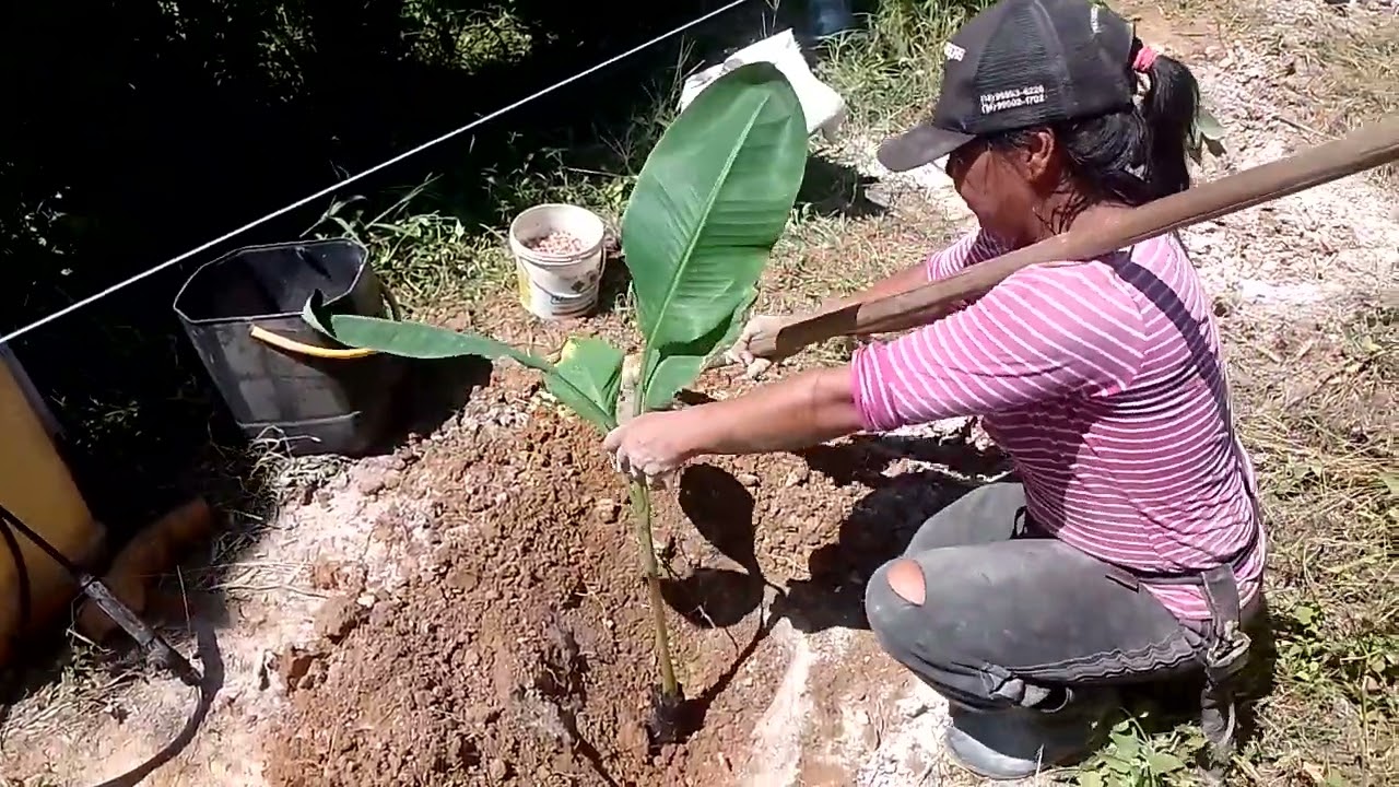 Banana BRS maça princesa começando minha plantaçao.