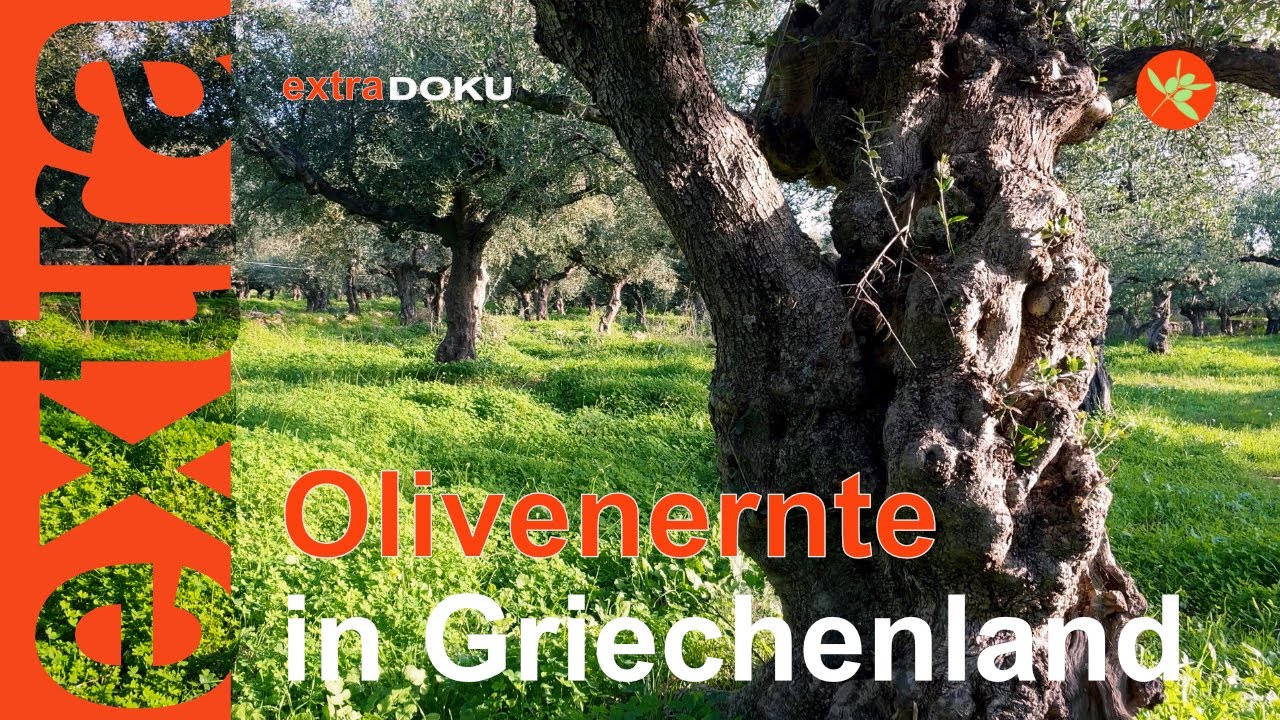 Ein ganz besonderer Baum: Olivenernte in Griechenland | DOKU | @extranativ