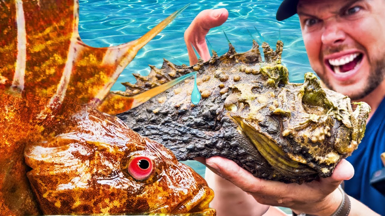 PICADURA del PEZ PIEDRA 😱 El VENENO M&aacute;s DOLOROSO del Mundo