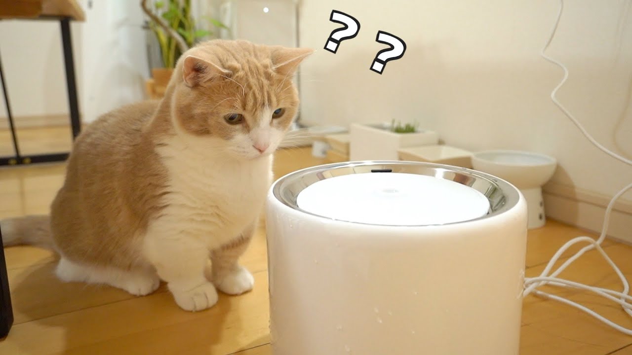 新しく導入された水飲み場で考える猫になってしまった猫w