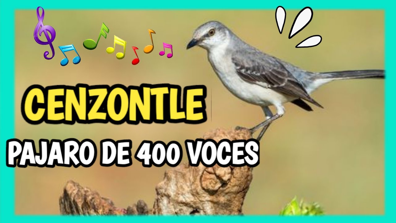 CENZONTLE CANTANDO - Pájaro de 400 voces DOCUMENTAL