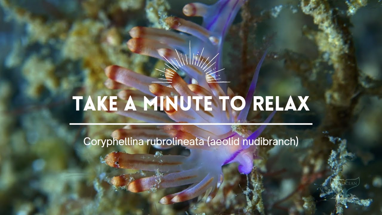 Take a Minute II: Coryphellina rubrolineata (aeolid nudibranch)