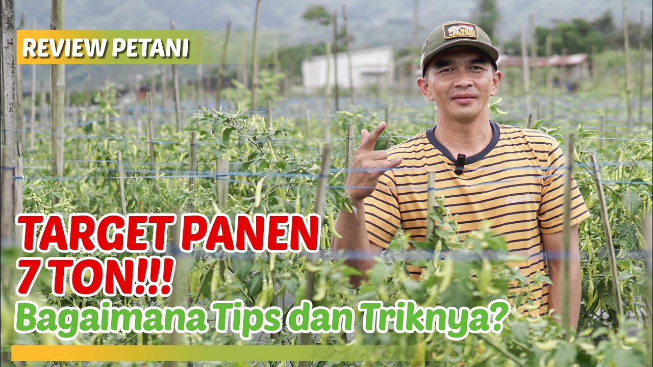 Review Cabai MASTER Varietas Baru, Tahan Virus, dan Berbuah Sangat Lebat. Bagaimana Cara Merawatnya?