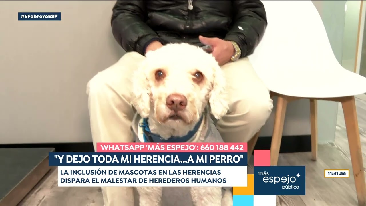 VIDEO | El testamento de las mascotas, que no heredan pero condicionan patrimonios