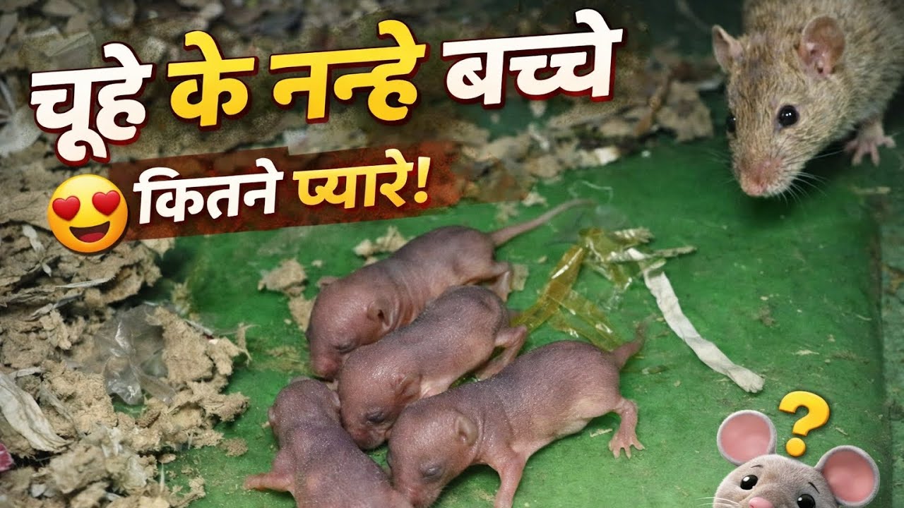 Chuhe ke chhote chhote bacche 🐁||#villagevlog #strugglelife #rattrap #viralvideo #krishyadavvlogs ||