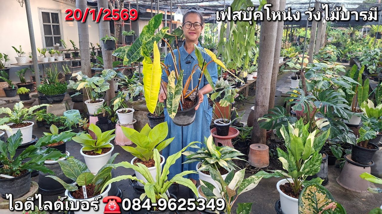 ☎️084-9625349ไม้เข้าใหม่วันนี้ ก้านส้มส้มด่างฟอร์มใหญ่ลายสวย กวักมรกตดำด่าง โชคเก้าชั้นด่างลูกมั่งมี