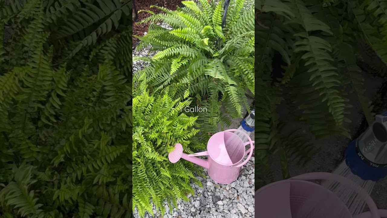 DIY Fern Solution