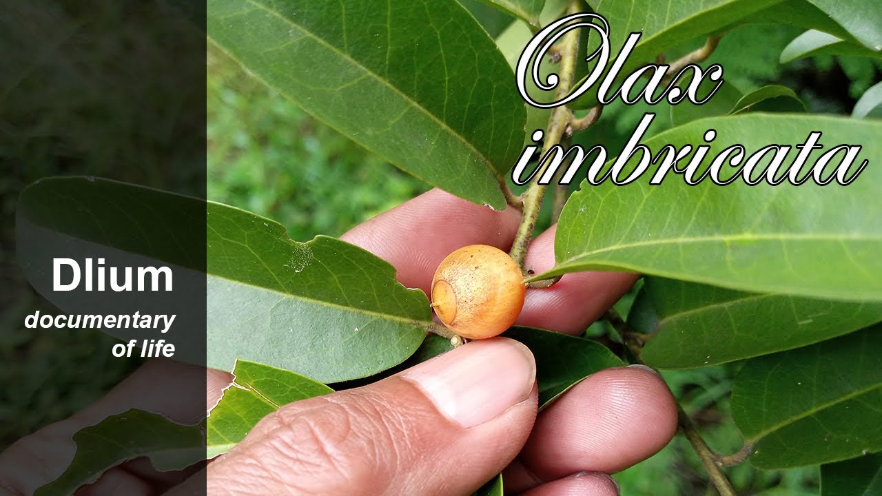 Wangon (Olax imbricata)