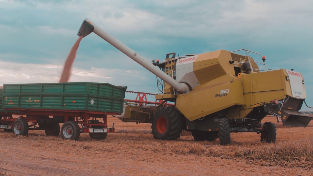 Żniwa Pszenicy 2019 * Kubota m8560 i Claas Avero 160