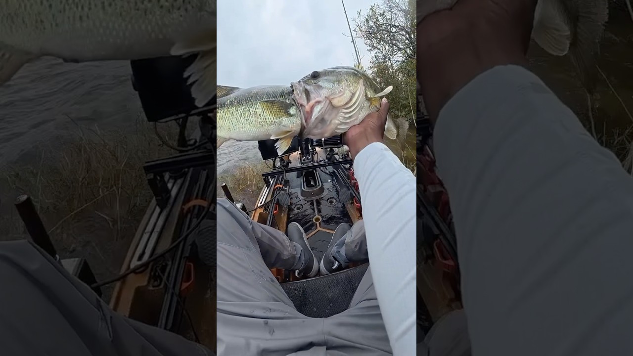 Big Bass Will Eat Anything!! #fishing #kayakfishingtips #fishingmethods #fishingtechniques