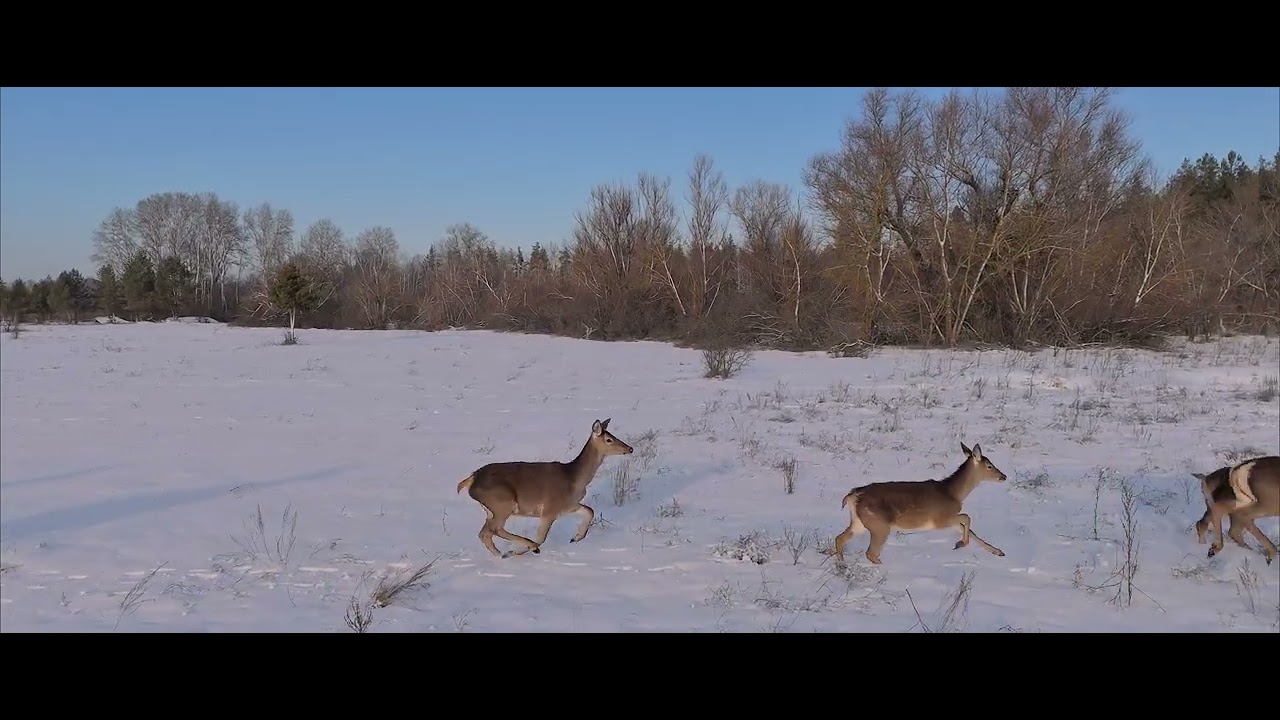 Deer, moose, and wild boars fled