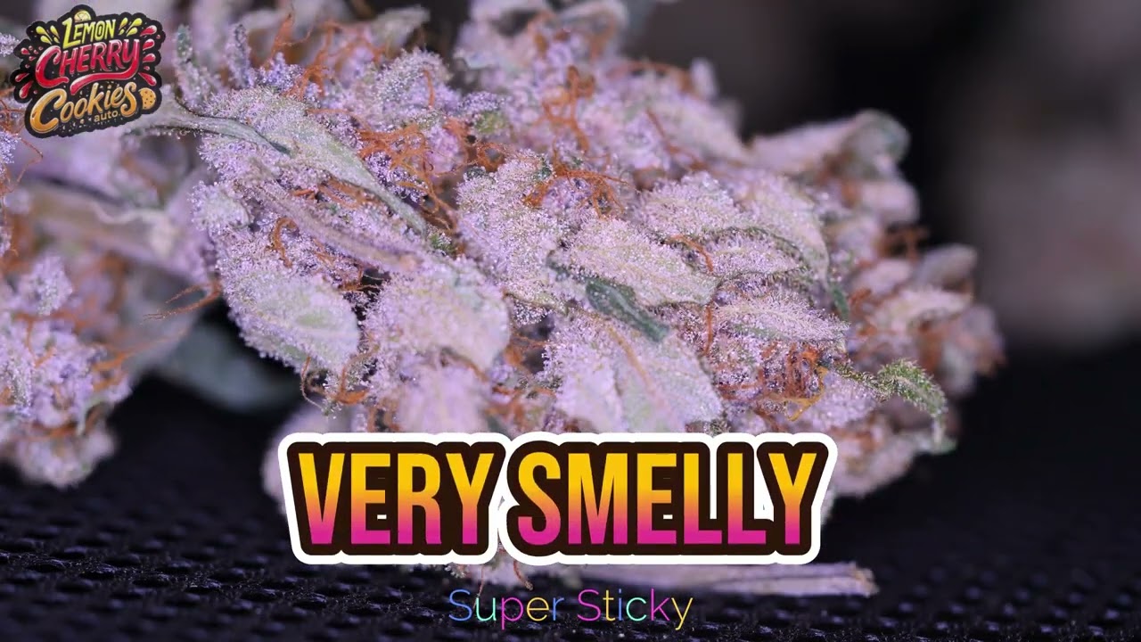Lemon Cherry Cookies Auto - FastBuds - World Cup winner 🏆