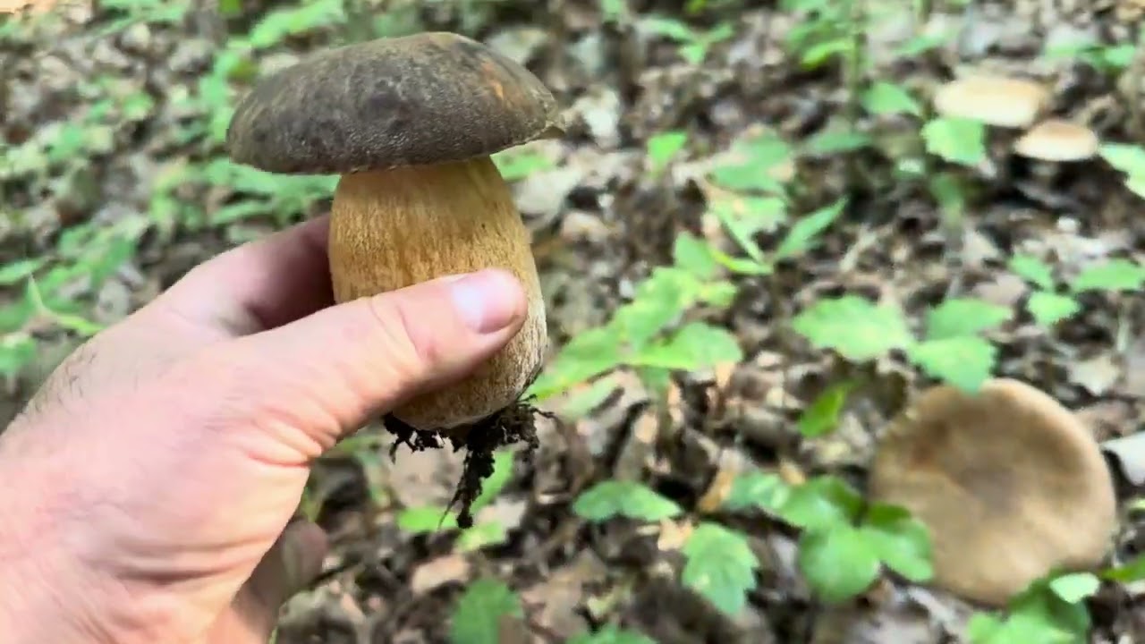 Подберезовики Boletus aereus сезон август 2025 г.